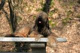 BRIARD 031